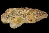 Fossil Fish Bone Section - Kem Kem Beds, Morocco #110314-1